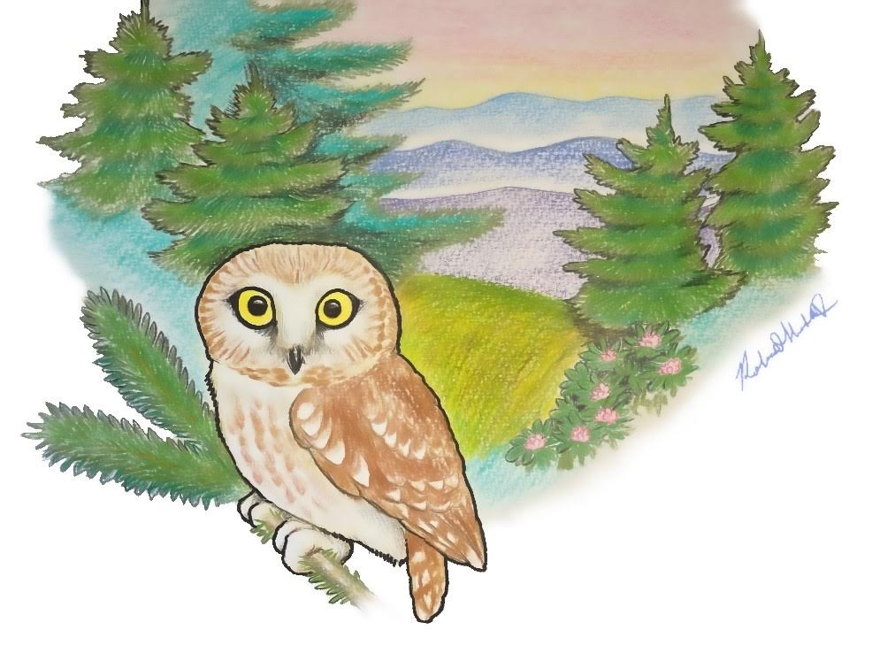 Saw-whet owl by Robert Hunter