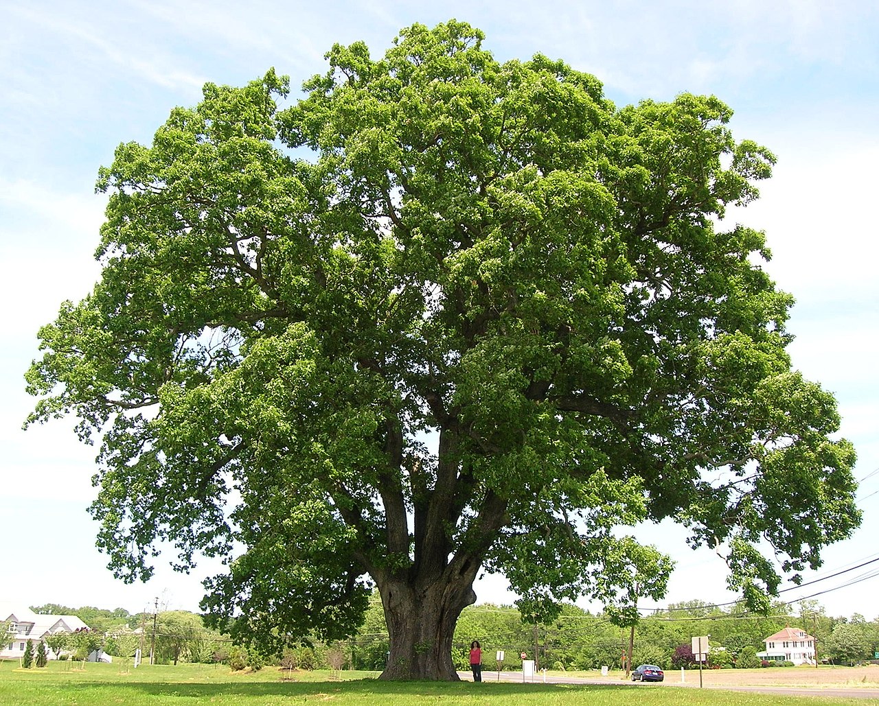 Keeler Oak of Burlington, N.J.