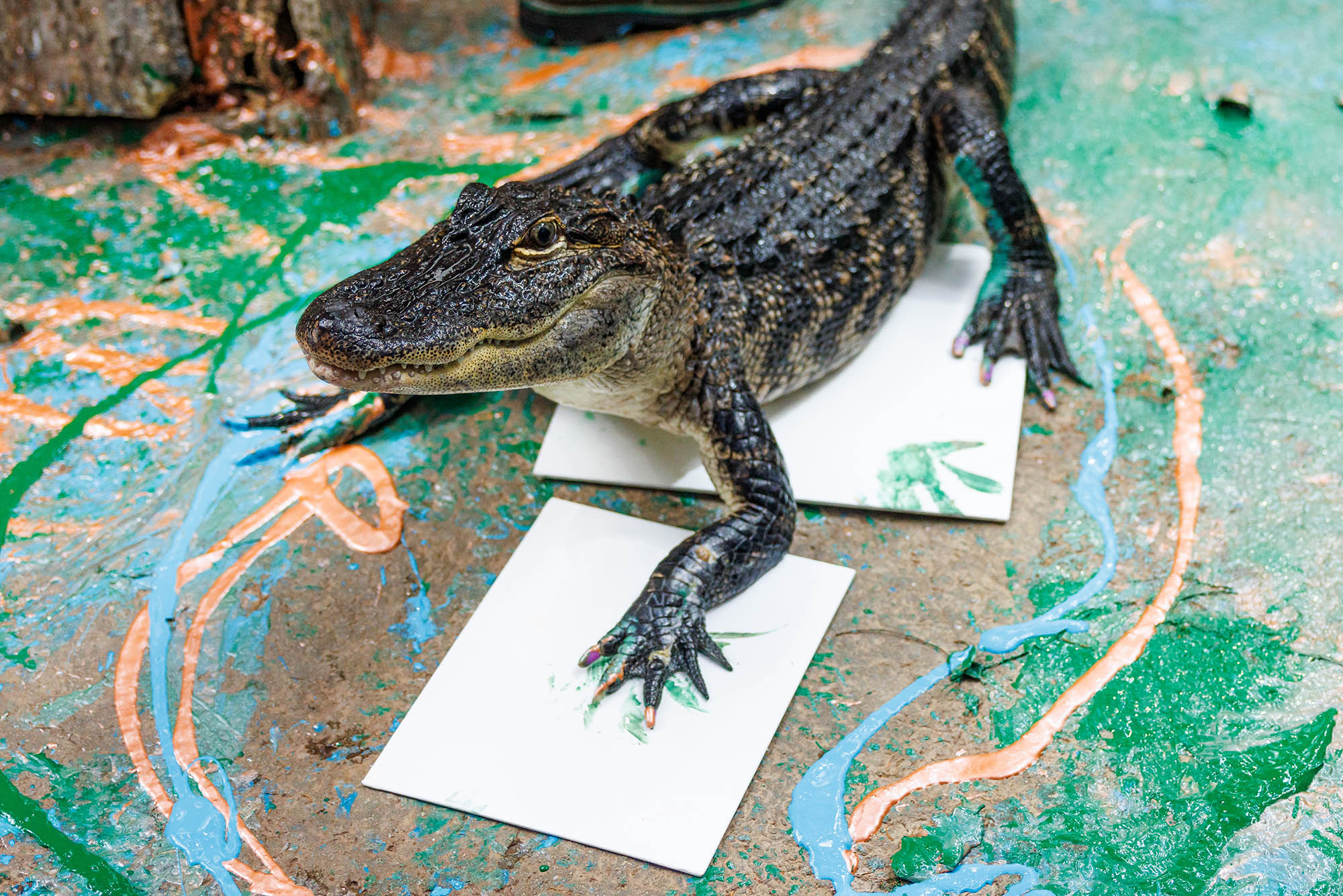American Alligators (Alligator mississippiensis) paint art for the Aquarium's fall fundraising auction.