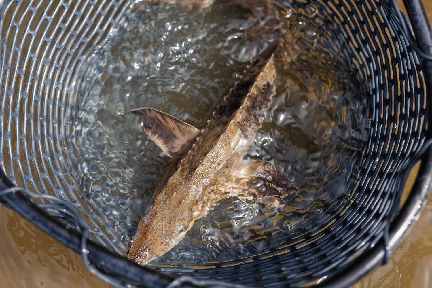 240502 Lake Sturgeon Release 02