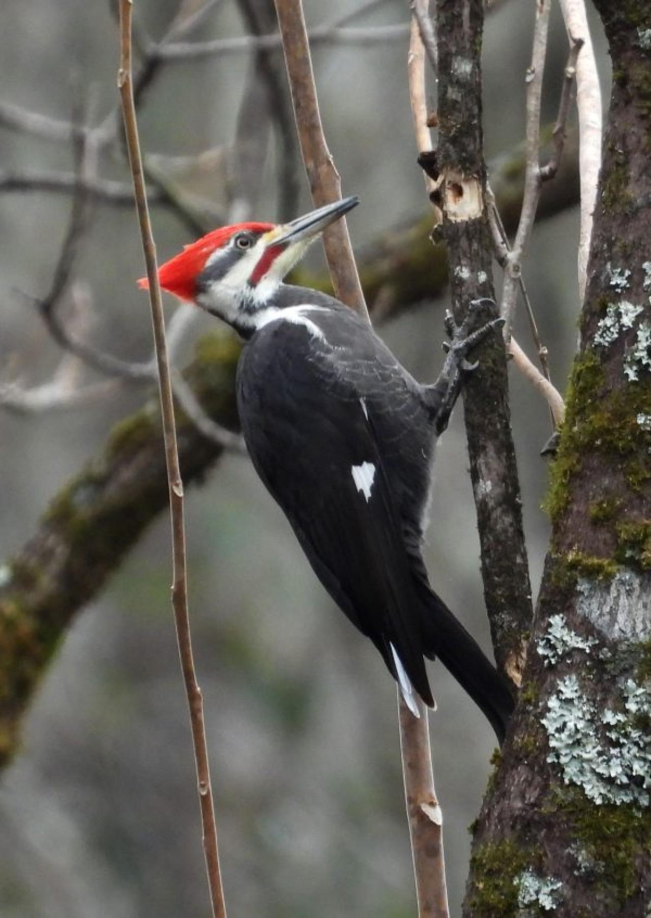4 cbc pileated caneycreek Evan Kidd photo 600x846