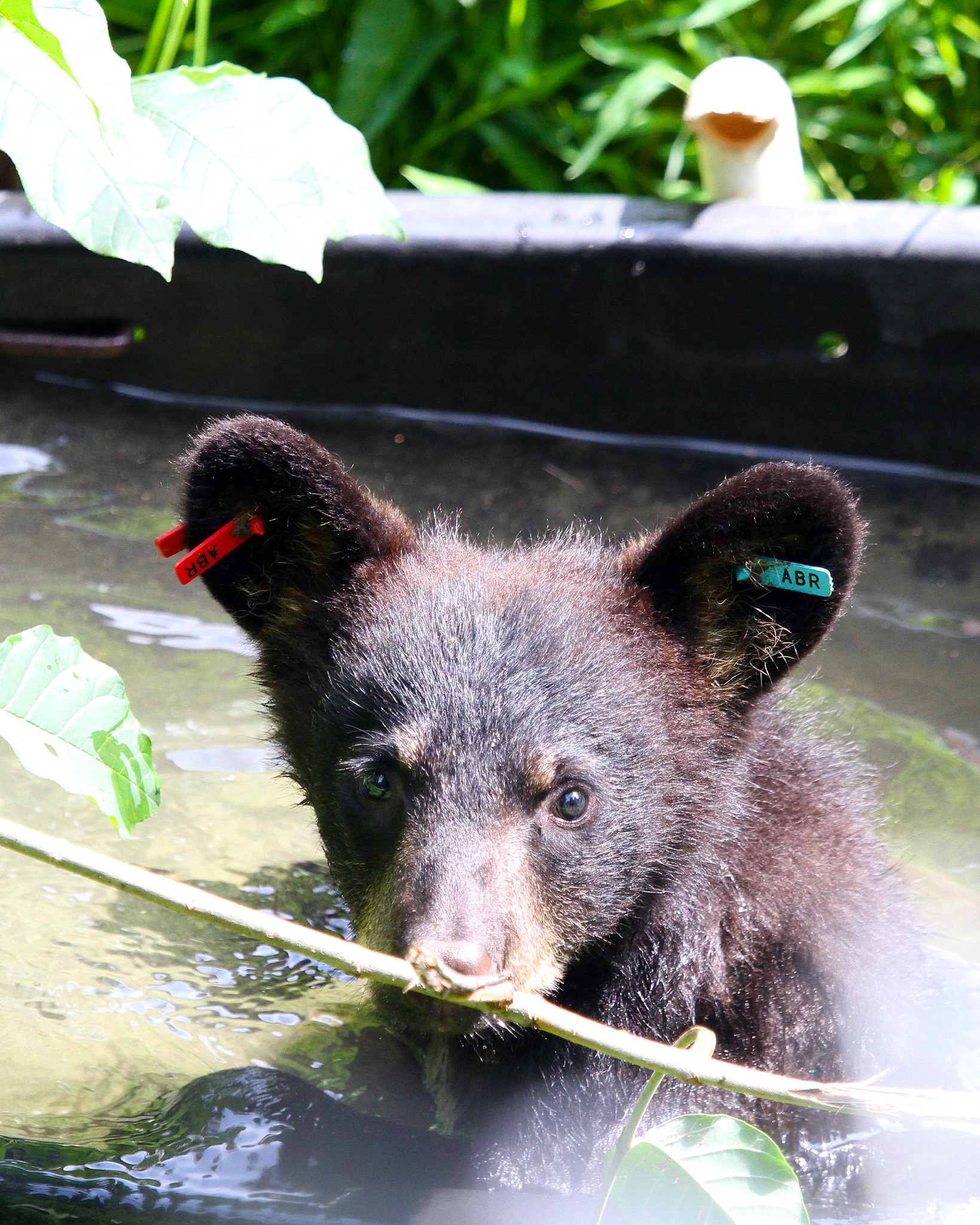 Rosemary Bear at Appalachian Bear Rescue