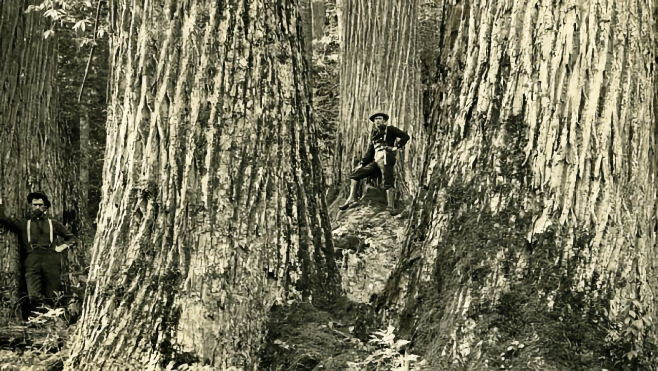 Loggers among massive American chestnuts in Southern Appalachia