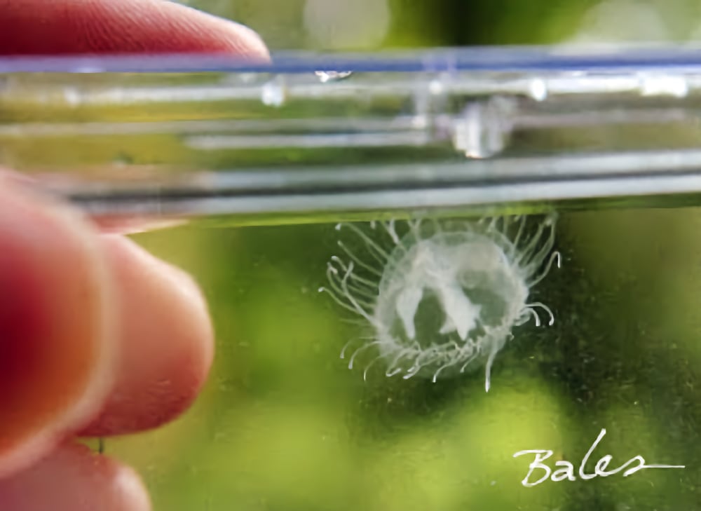 Bales Freshwater jellyfish