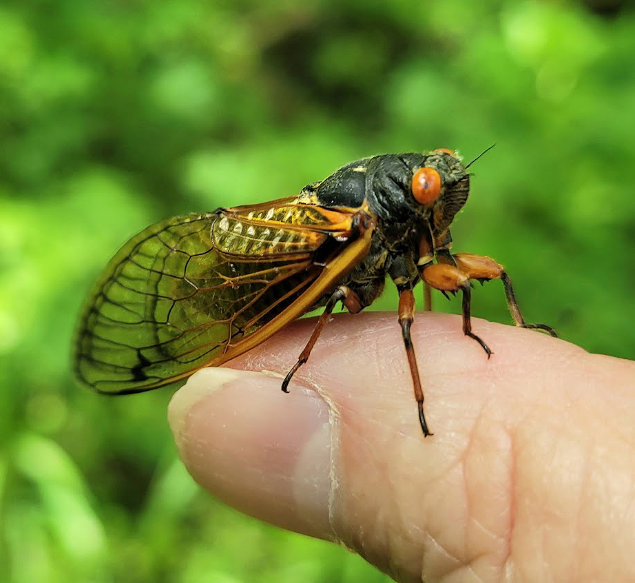 Bales Periodiacl Cicada adult