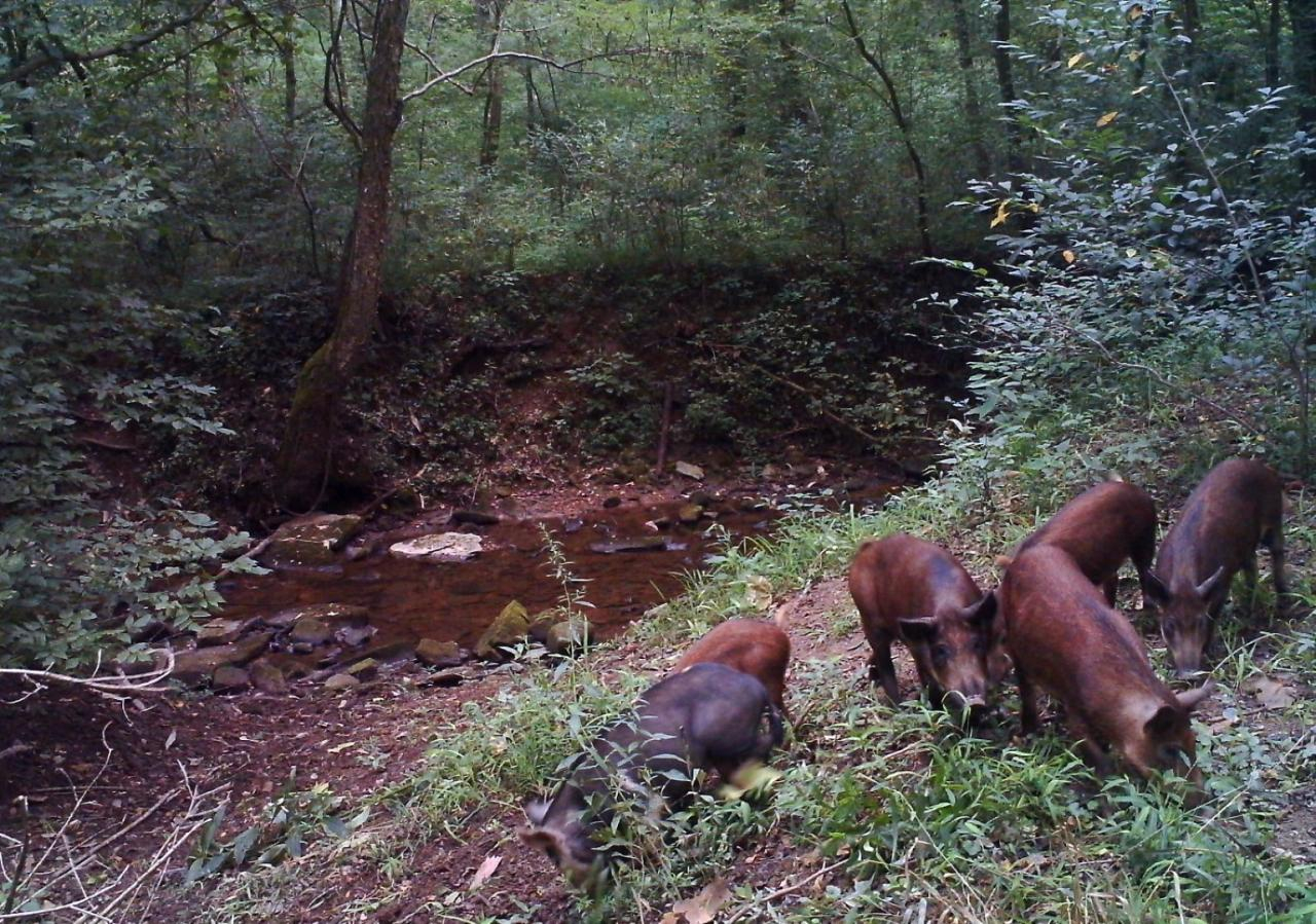 Big South Fork wild hogs
