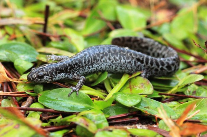 Frosted-Flatwoods-Salamander-Photo-by-USGS-PUBLIC-DOMAIN-700x466-1.jpg