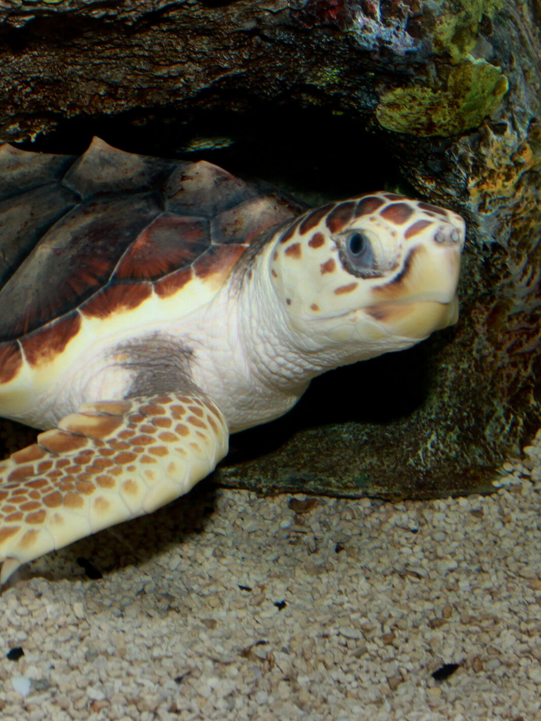 Loggerhead_Sea_Turtle_Caretta_caretta_2-edited.jpg
