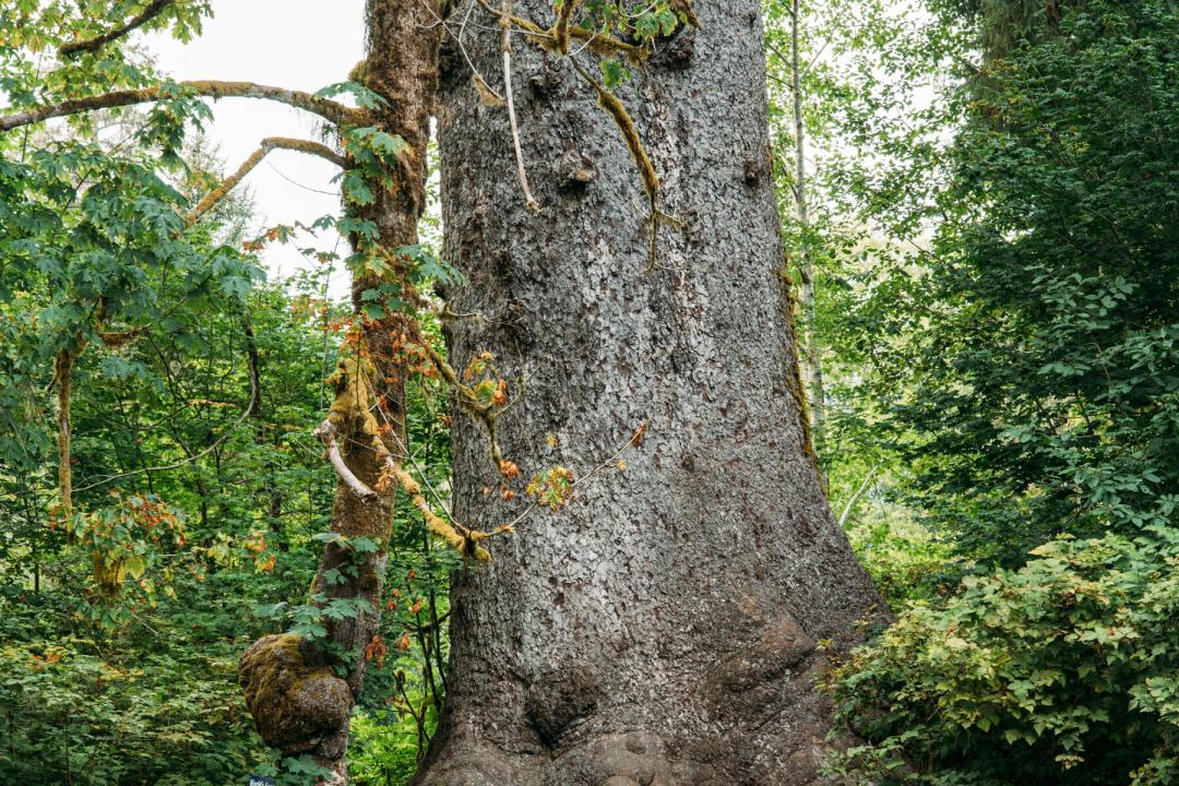 National Champion Sitka Spruce Washington state at Olympic National Park photo credit e1736800302775 1800x1200