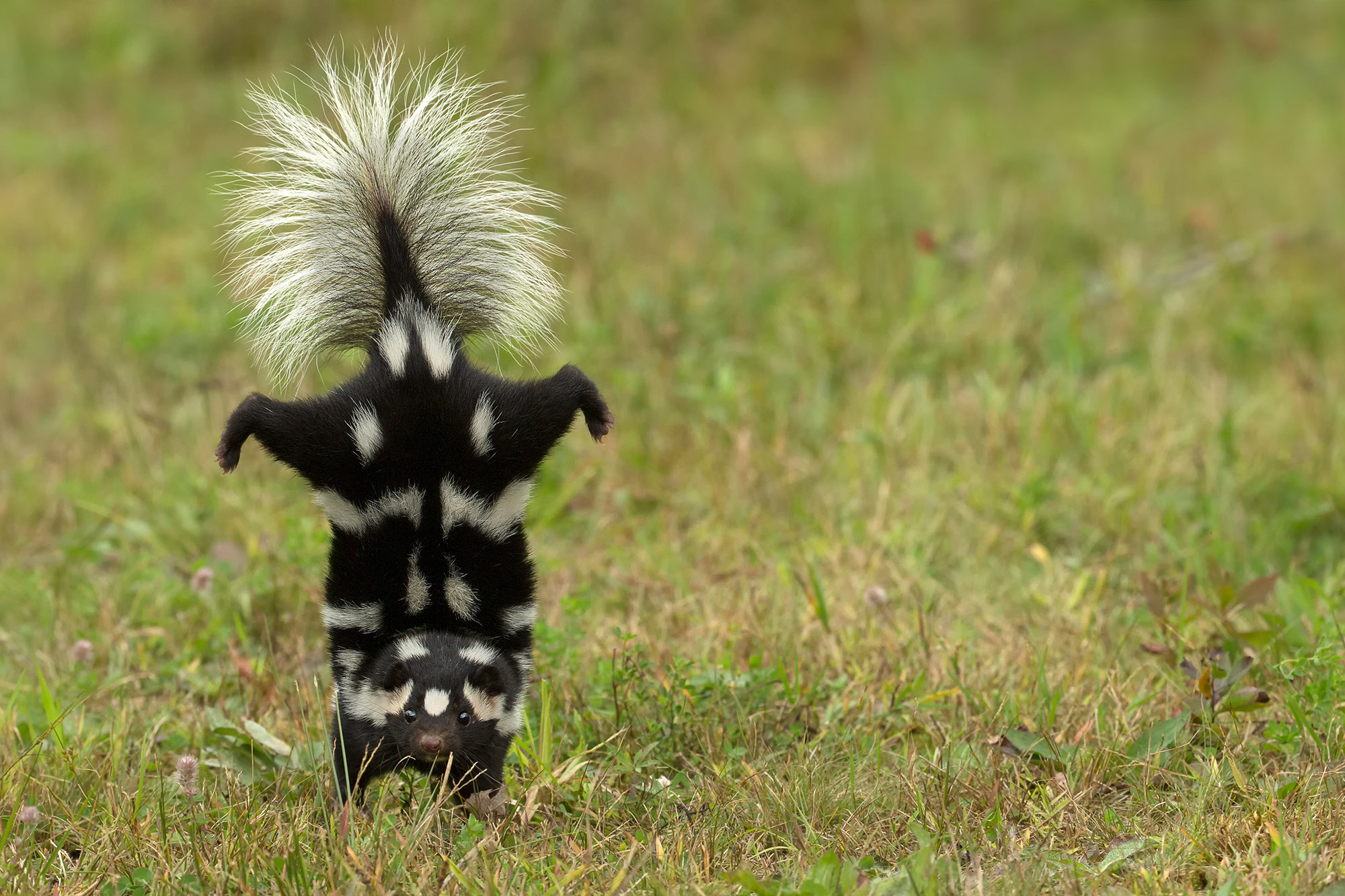 Eastern spotted skunk handstand Agnieszka Bacal.