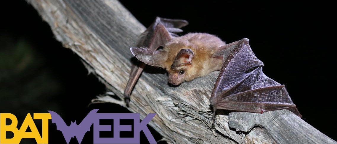 PallidBat_GRCA_Hope_BatWeek2016.jpg