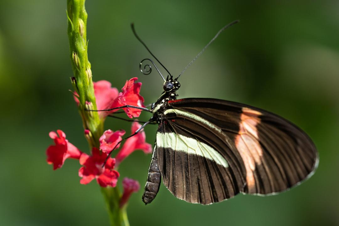Postman Butterfly in the Butterfly Garden