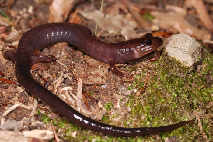 Red-Hills-Salamander-photo-by-Robert-Dobbs-Creative-Commons-700x469.jpg