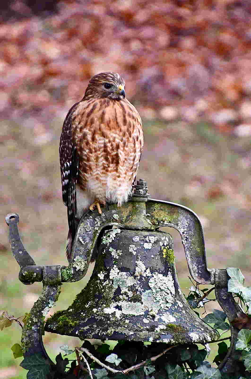 Red tailed hawk on bell DSC 2280