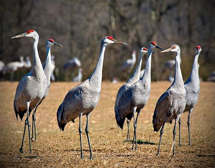 Sandhill Crane flock 700x547