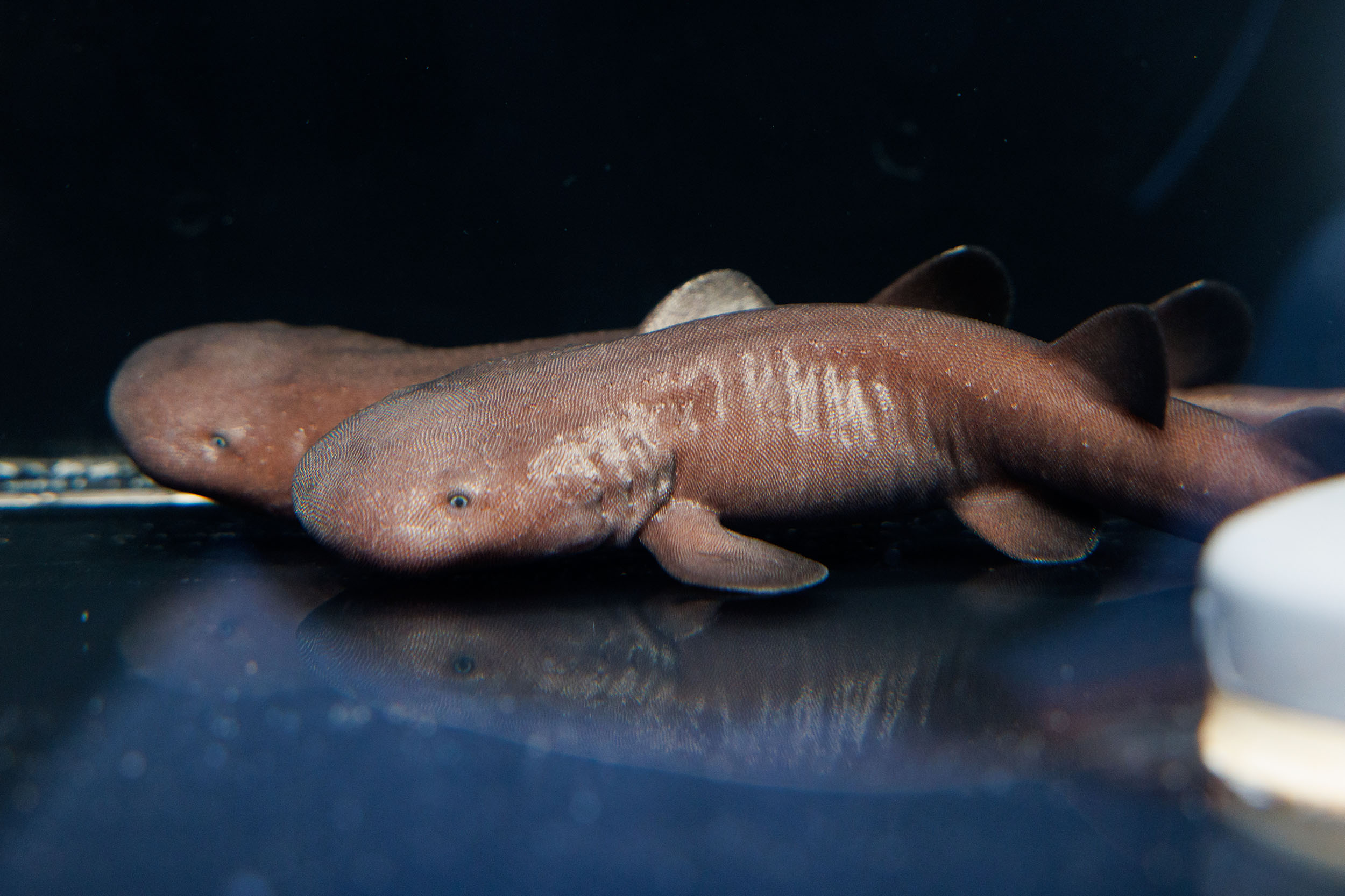Newly hatched Shorttail Nurse Shark pups (Pseudoginglymostoma brevicaudatum) at the Tennessee Aquarium.