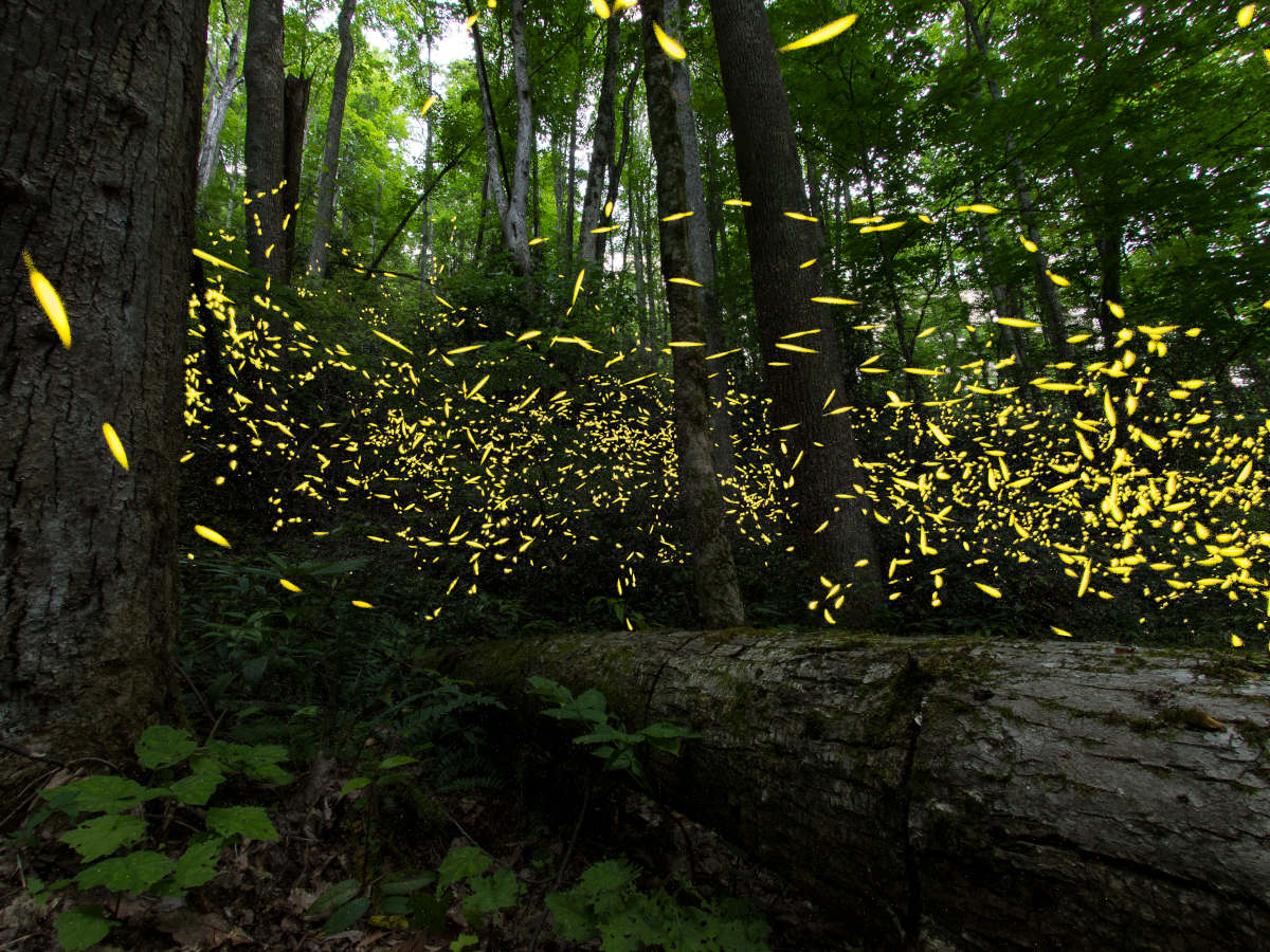 Smokies Synchronous Firefly Photinus carolinus 20200608 3311 composite credit Abbott Nature Photography