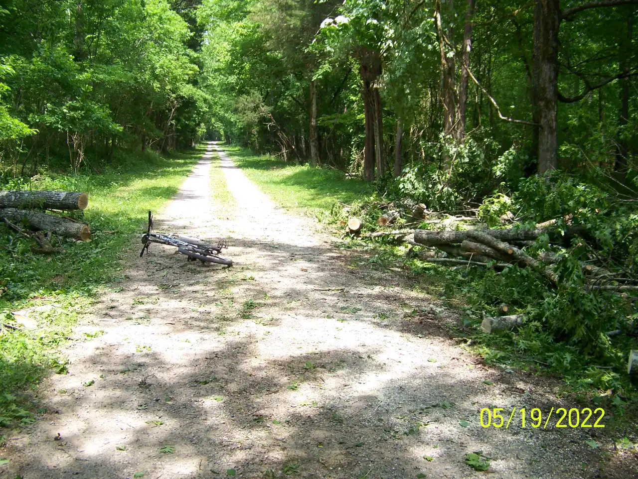 Tree 110 Ft Tall 24 In Dia Red Oak Across N B Greenway E Fork RD