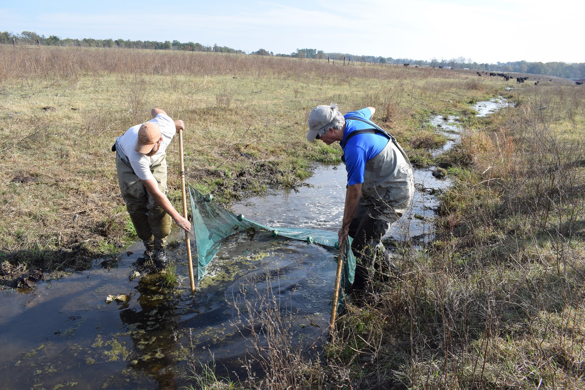 USFWS_and_Tennessee_Aquarium_biologists_collect_Barrens_Topminnows_during_2016_drought.jpg