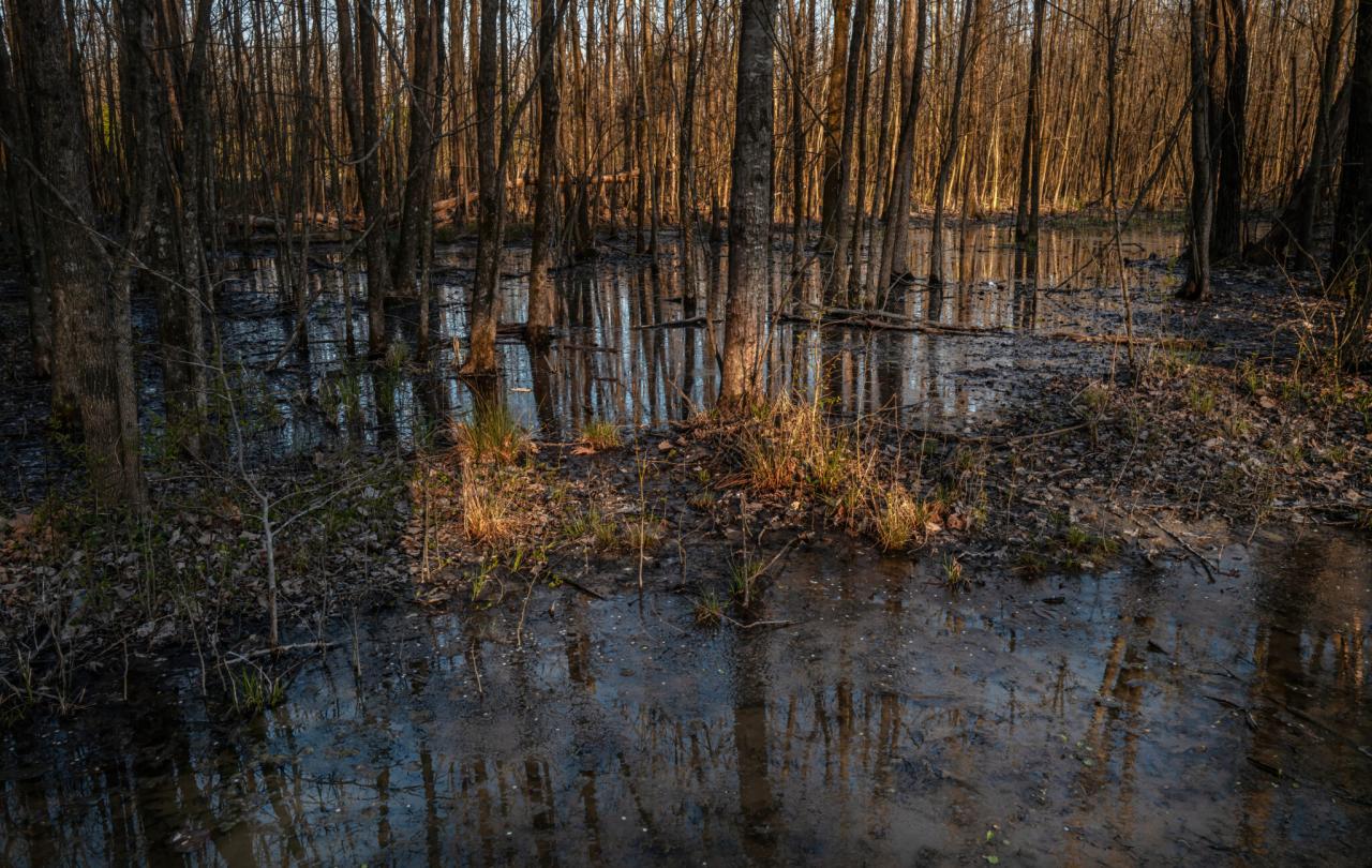 Shelby Bottoms wetland