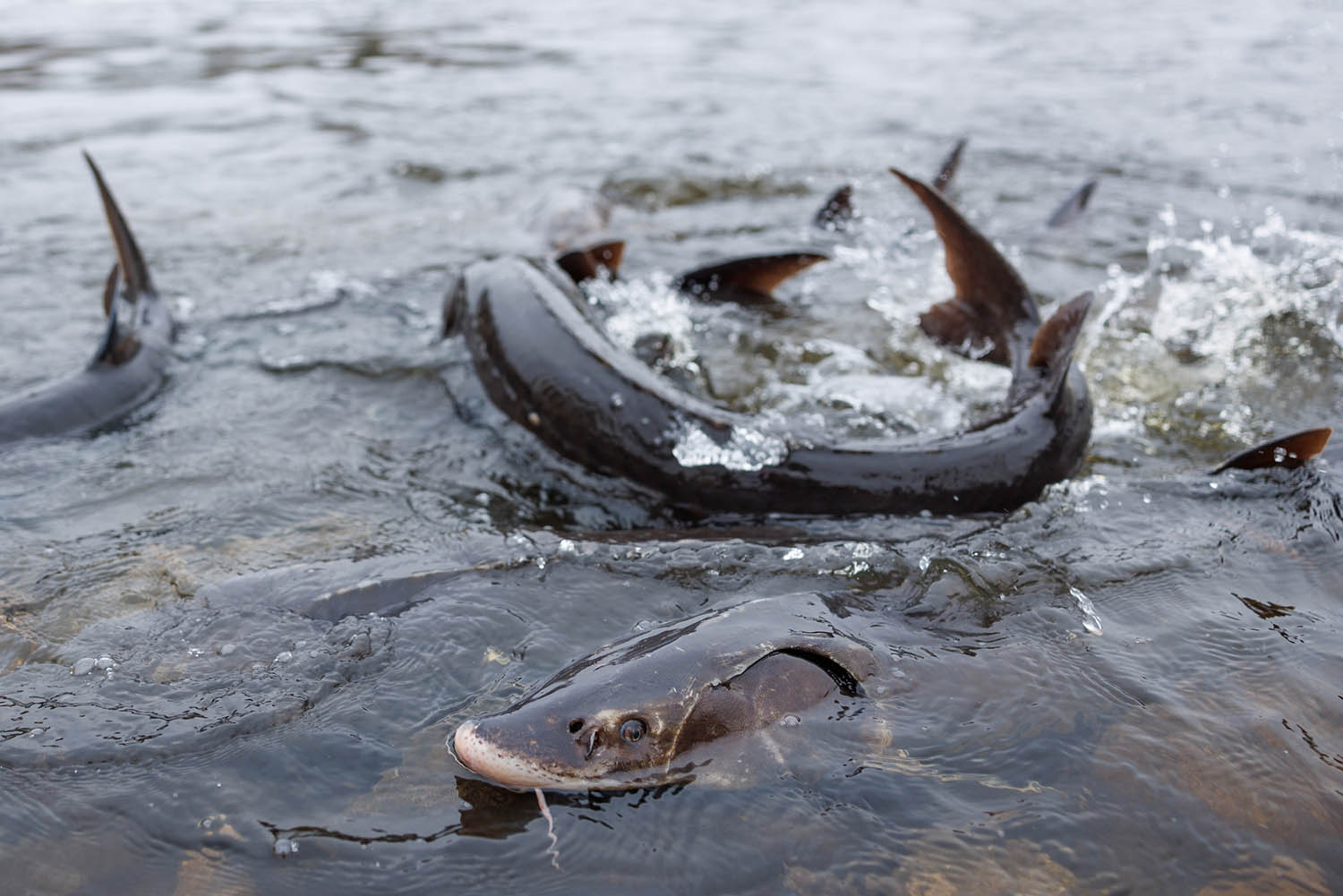Conservation scientists with the Tennessee Aquarium Conservation Institute join partners with the Wisconsin Department of Natural Resources and the U.S. Fish and Wildlife Service to survey and spawn Lake Sturgeon in Shawano, Wisconsin.