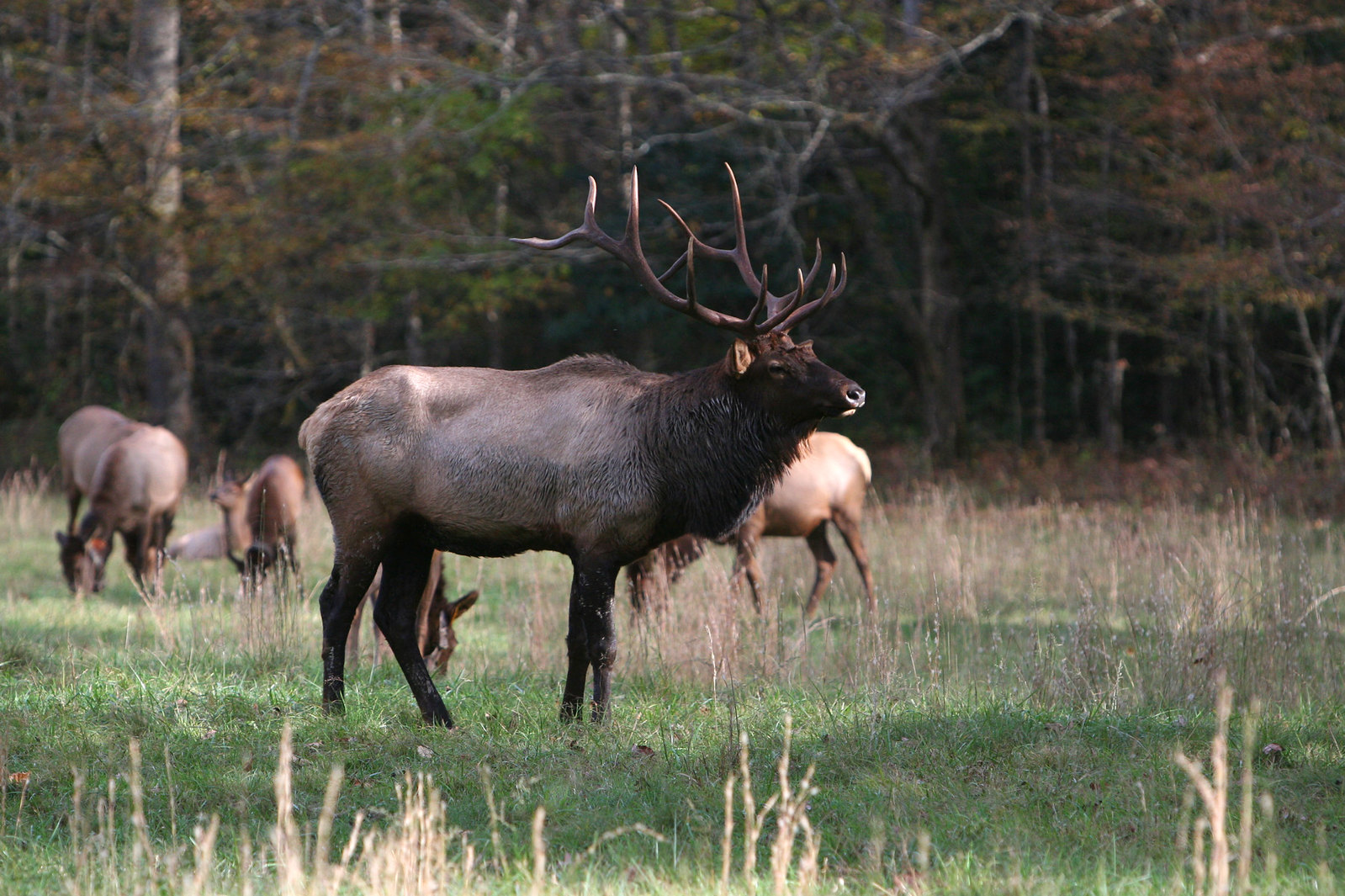bull elk anodent 4046124191 e106e2926e h