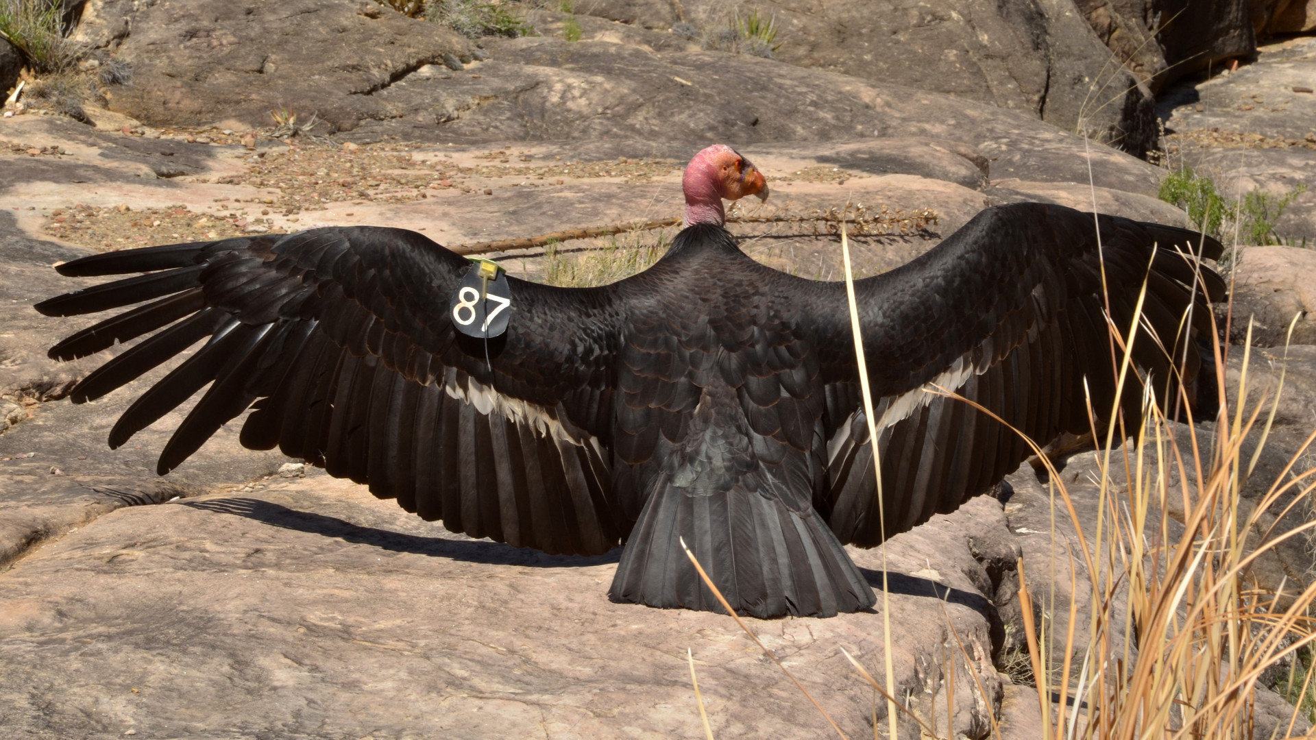 california condor NPS