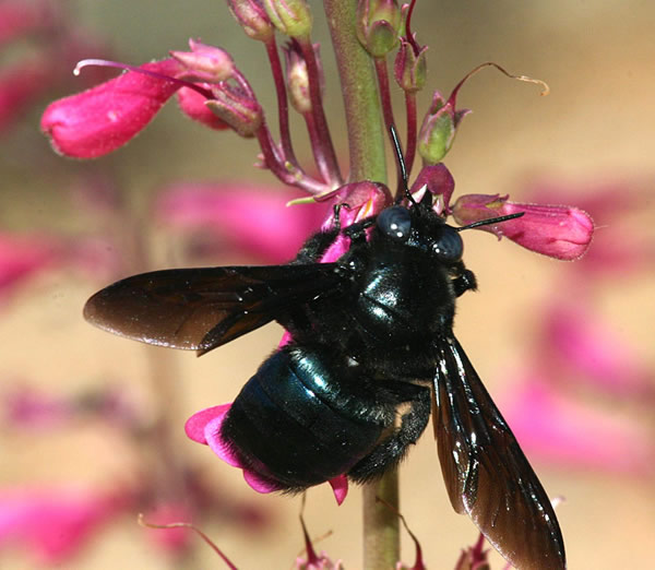 carpenter bee penstemon lg