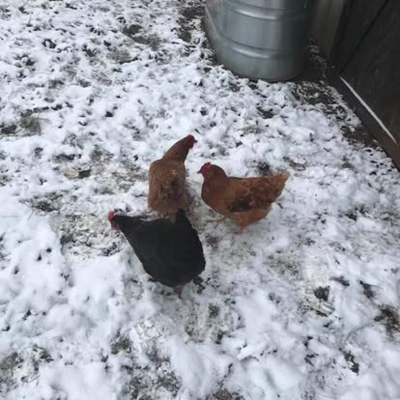 chickens.jpg