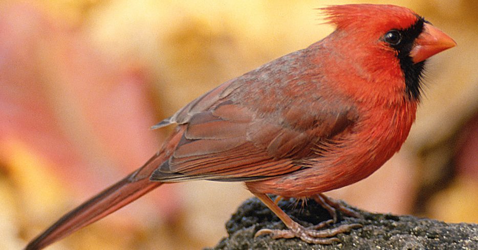 Yellow northern cardinal