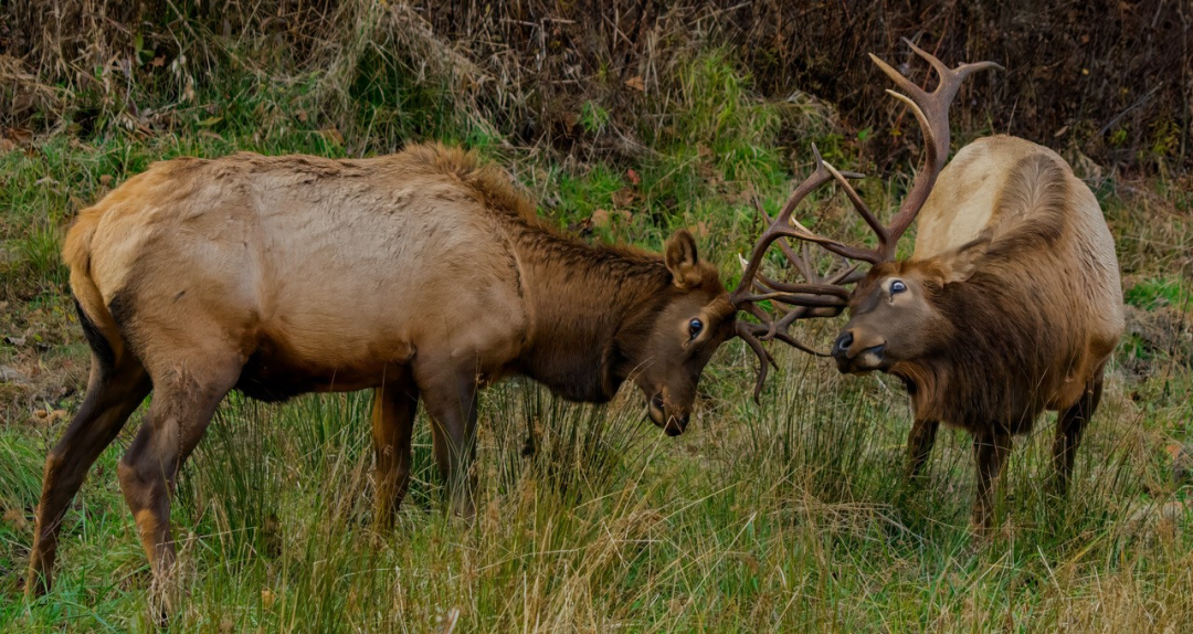 elk