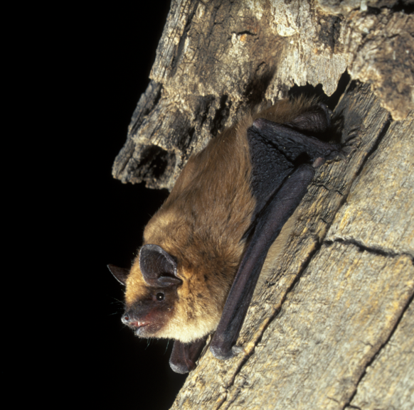 Little Brown Bat