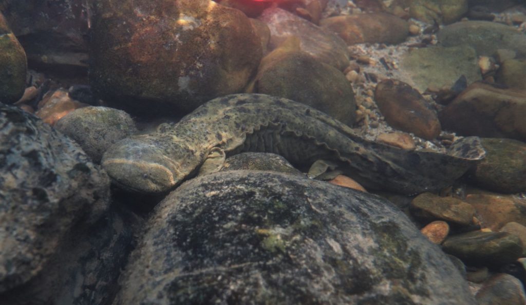 hellbender_VT_2.jpg