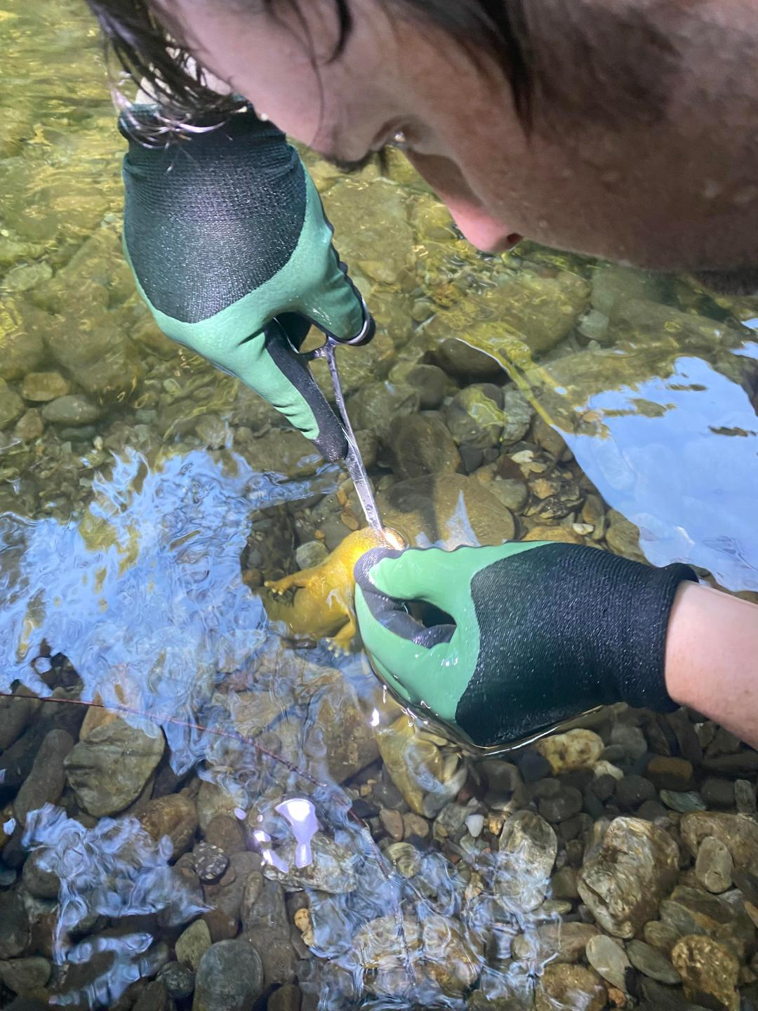 Careful surgery to extract the fishing hook from the ellbender’s mouth