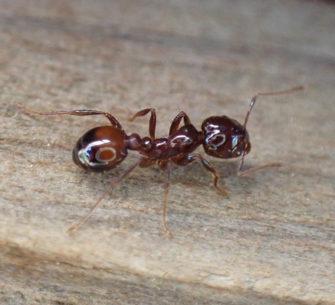 hybrid fire ant