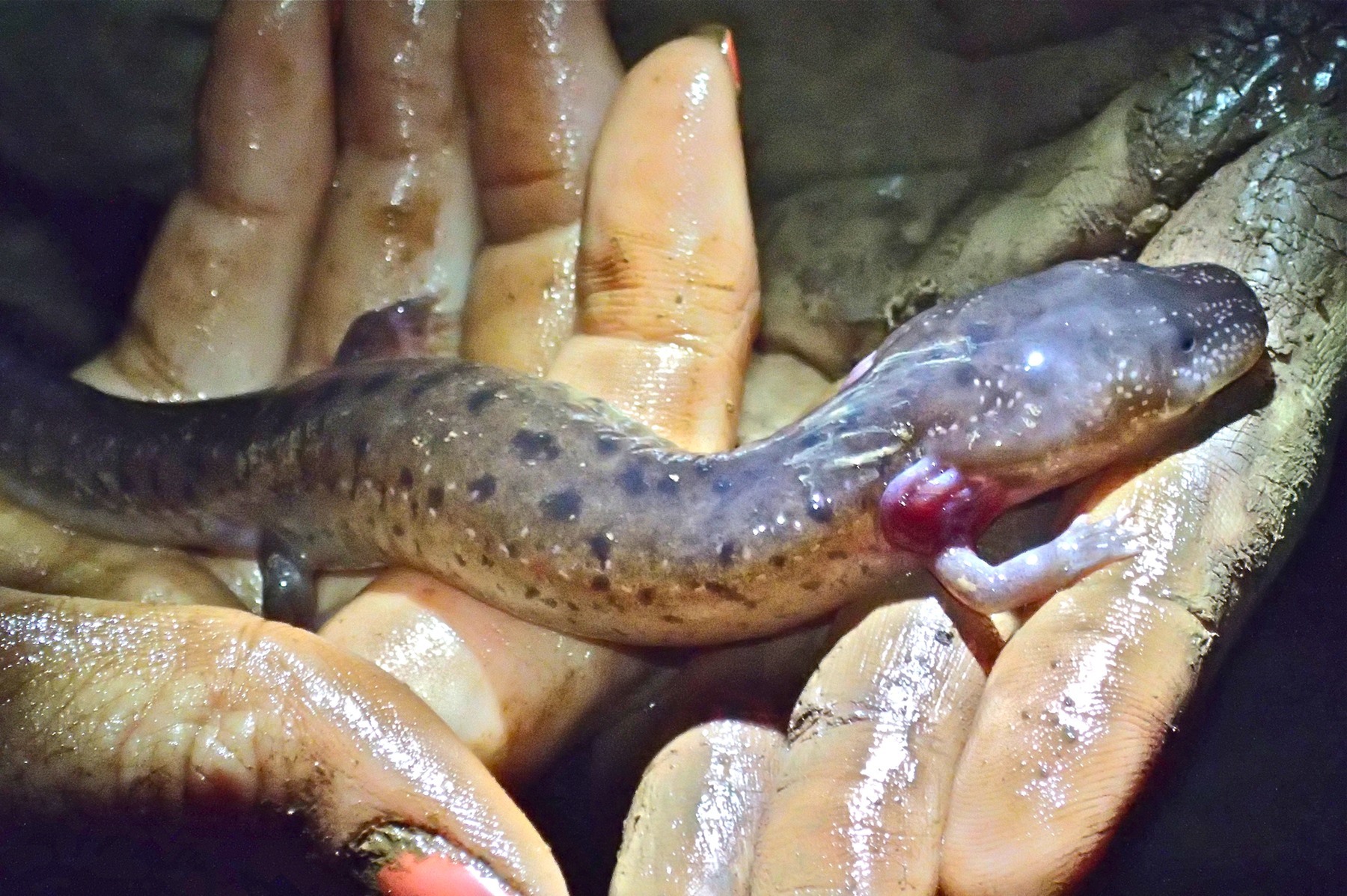 p4050031 BerrySalamander