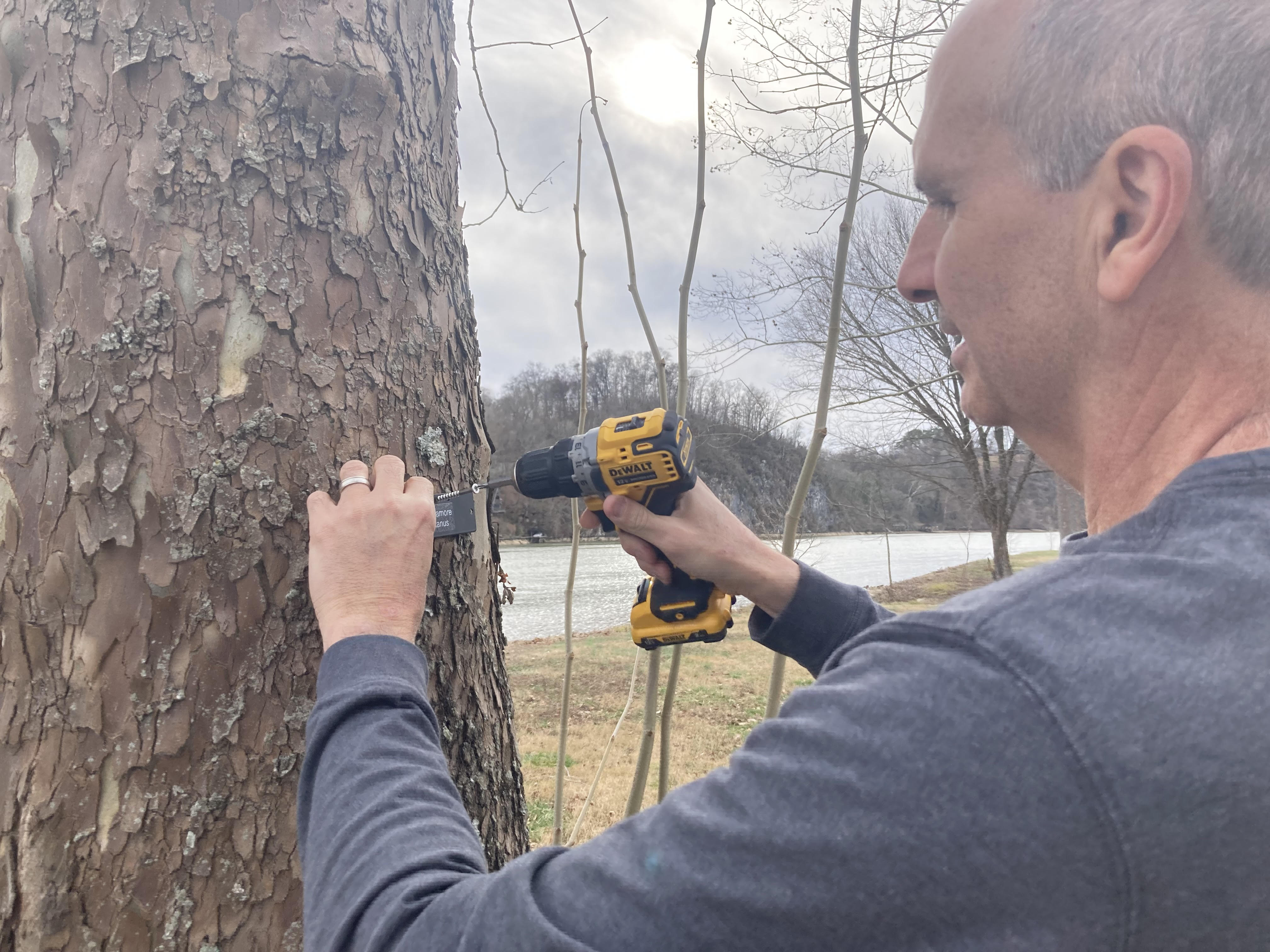 Man using an electric drill to attach a species sign to a tree.