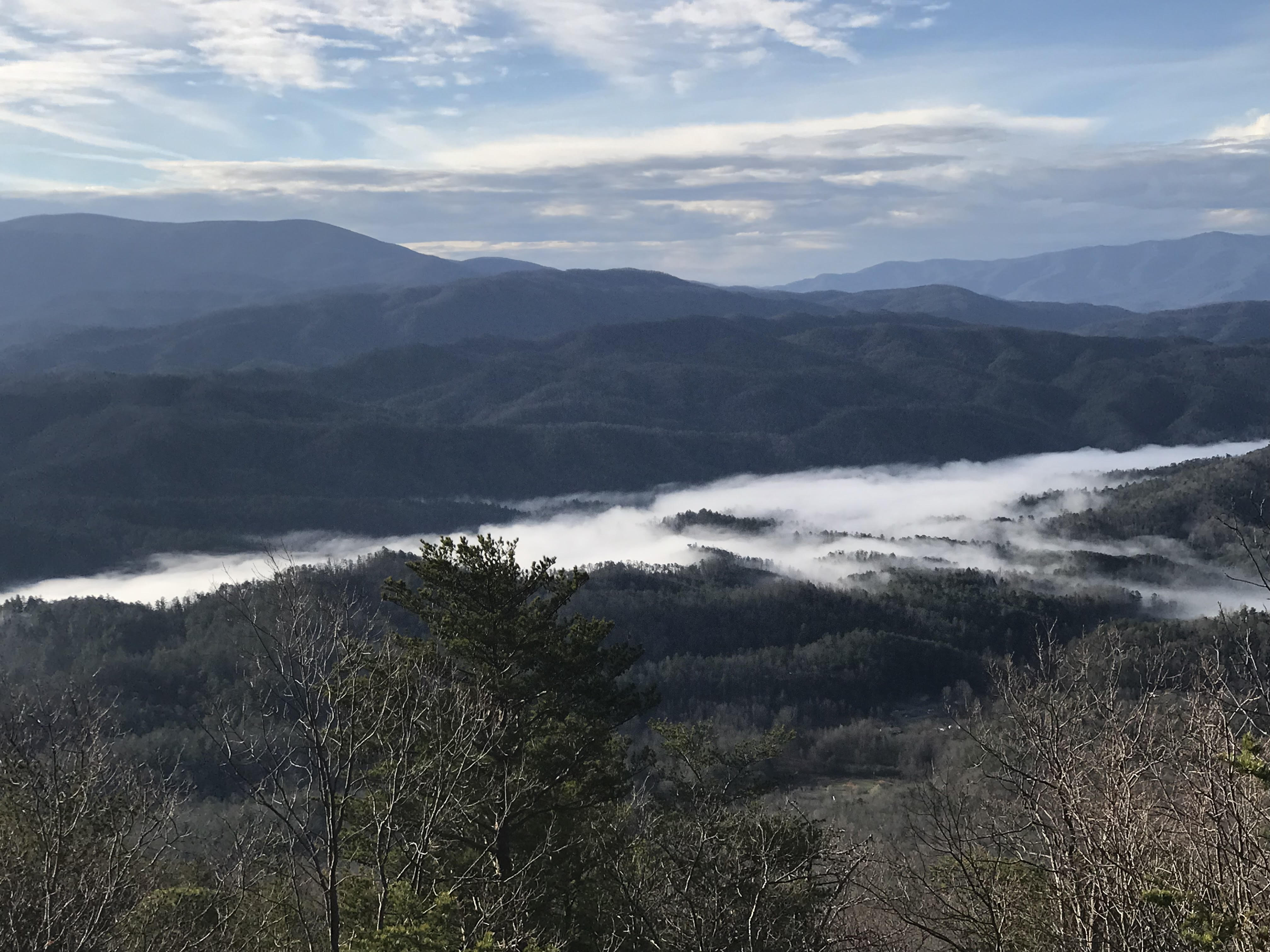 A Laurel Dace (Chrosomus saylori) collected by Tennessee Aquarium Conservation Institute scientists at Bumbee Creek in Rhea County, Tenn.