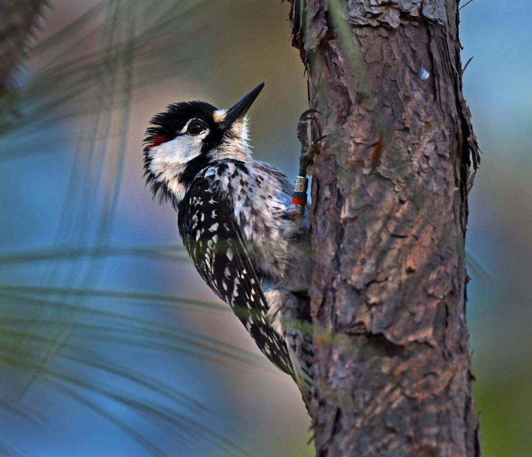 usfws red cockaded woodpecker pine tree large